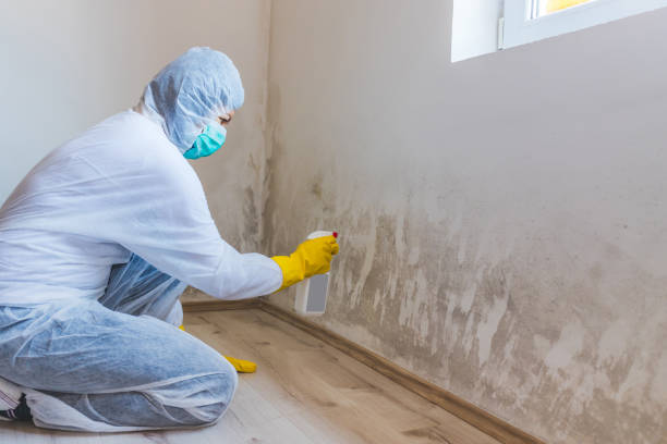 Licensed Hvac And Air Duct Mold Remediation service in Yale, MI - 24 Hour Mold Removal