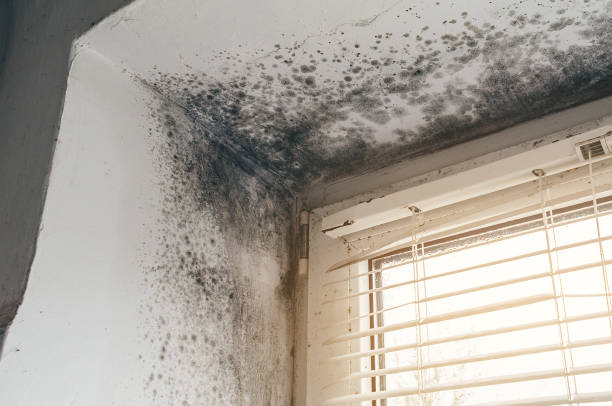 Affordable Hvac And Air Duct Mold Remediation solutions in Yale, MI